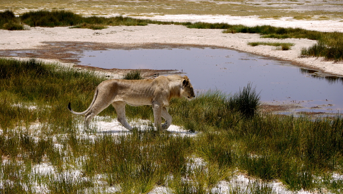 Lwe am Ndutu Sumpf, Tansania Safari