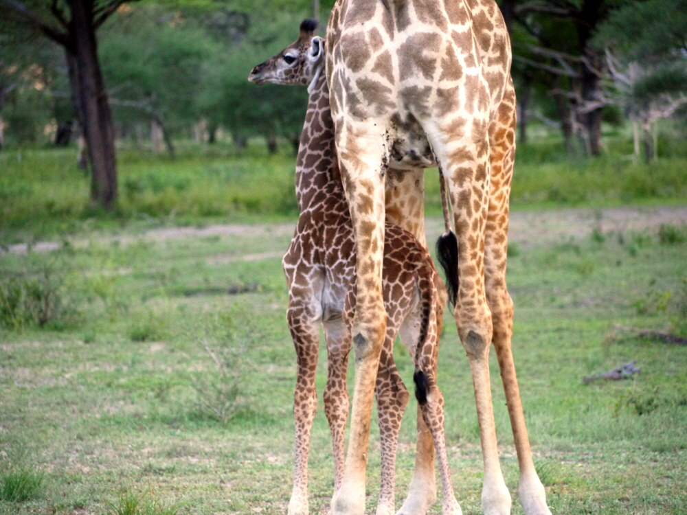 Giraffenkind Safari Tansania 