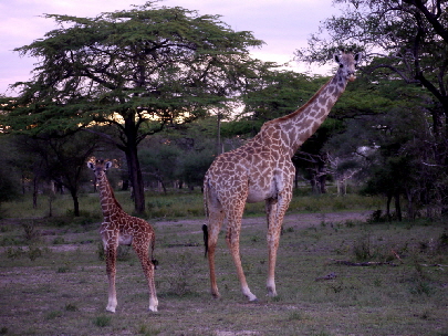 roho-ya-selous-Safaricamp-Tansania