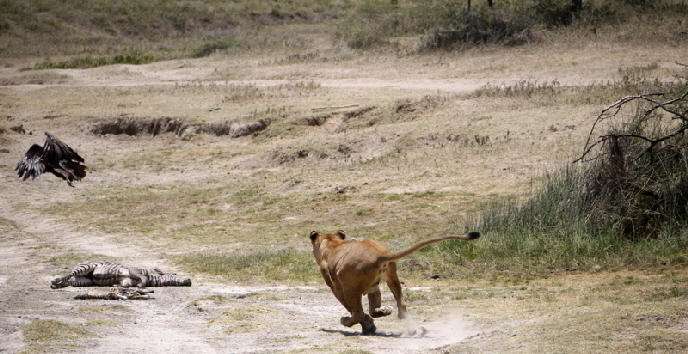 serengeti-ndutu-safari-tansania