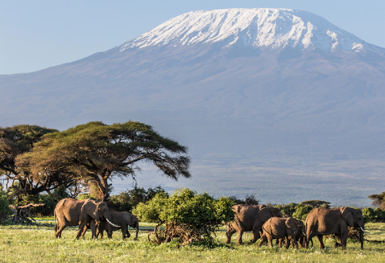 elefanten-kilimandscharo-Amboseli 