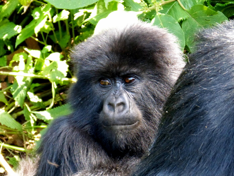Gorilla Trecking Ruanda