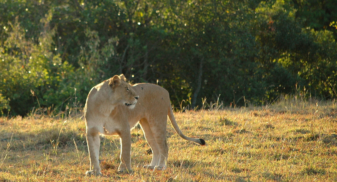 Lwin in der masai Mara 