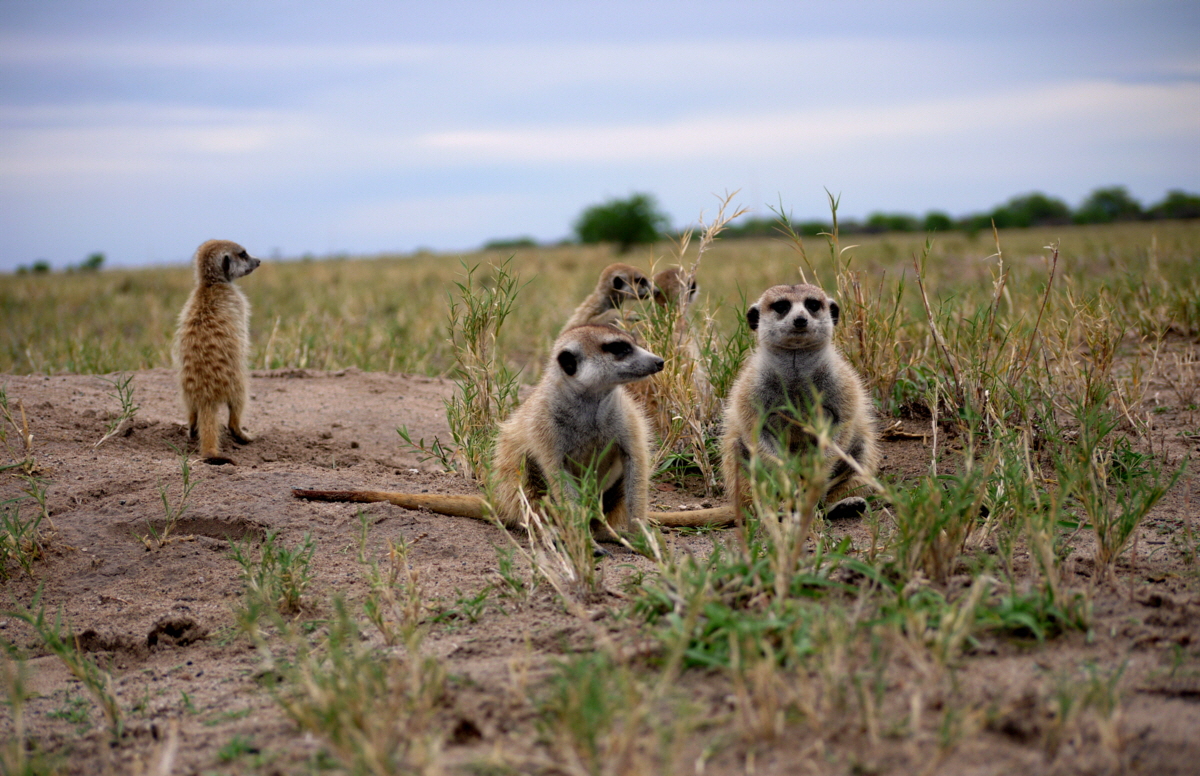 Botswana Jacks Camp Erdm�nnchen 