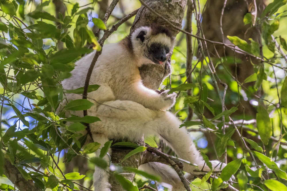 Sifaka 