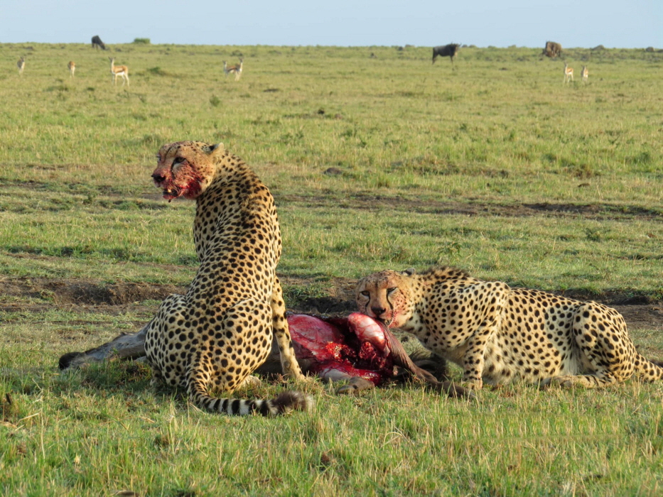 Karen Blixen Camp Masai Mara Geparden