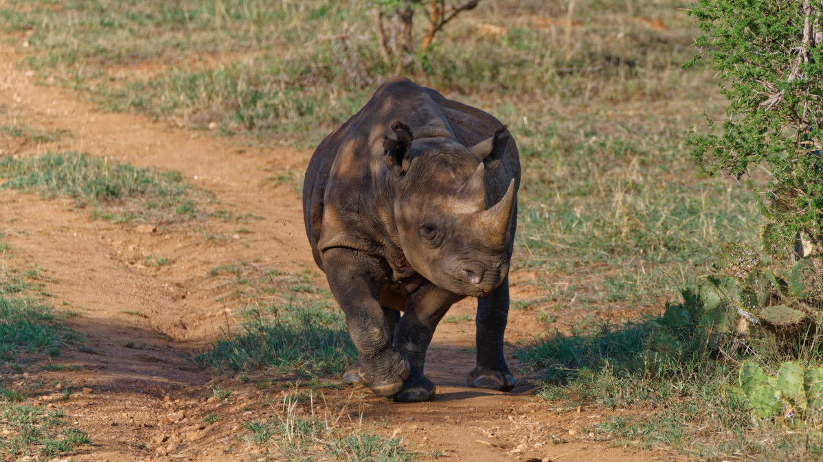 Spitzmaulnashorn in Loisaba Schutzgebiet Kenya, danke unser Gast Ulrich K. 