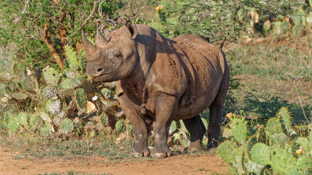 Spitzmaulnashorn in Loisaba Schutzgebiet Kenya