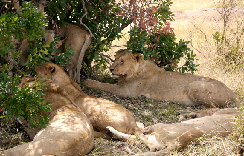 Löwen in der Masai Mara Kenia