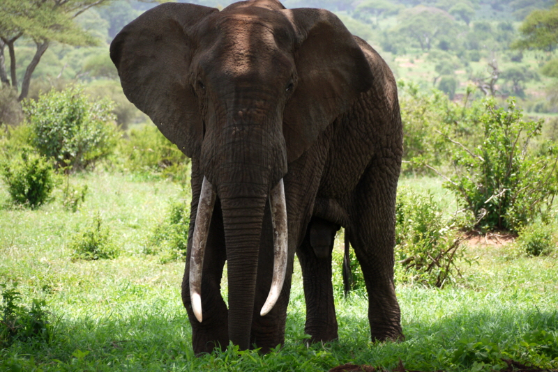 Tarangire Elefantenbulle  Tansania