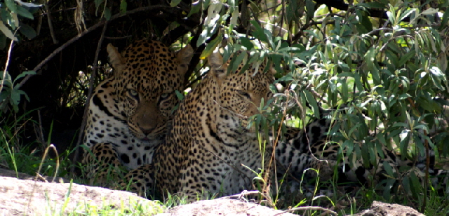 Leoparden-Hochzeit in Masai Mara