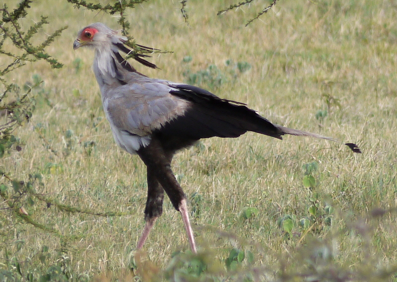 Sekretrvogel