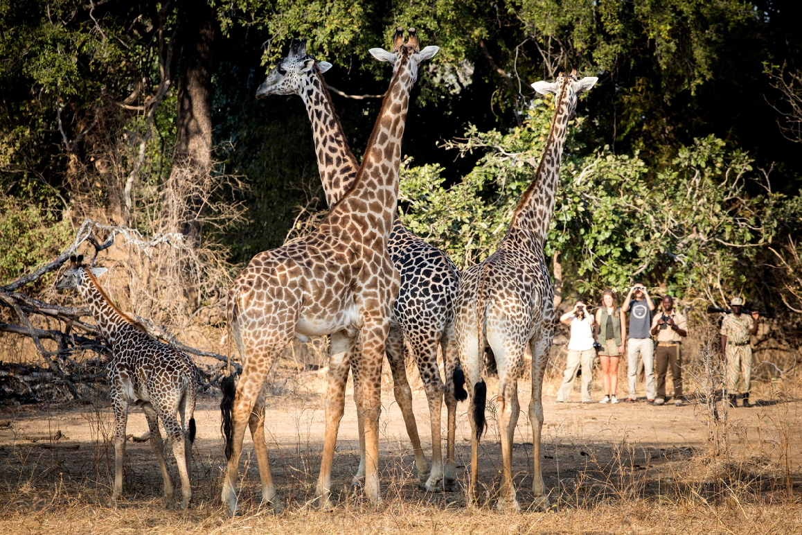 Chikoko Trails Zambia