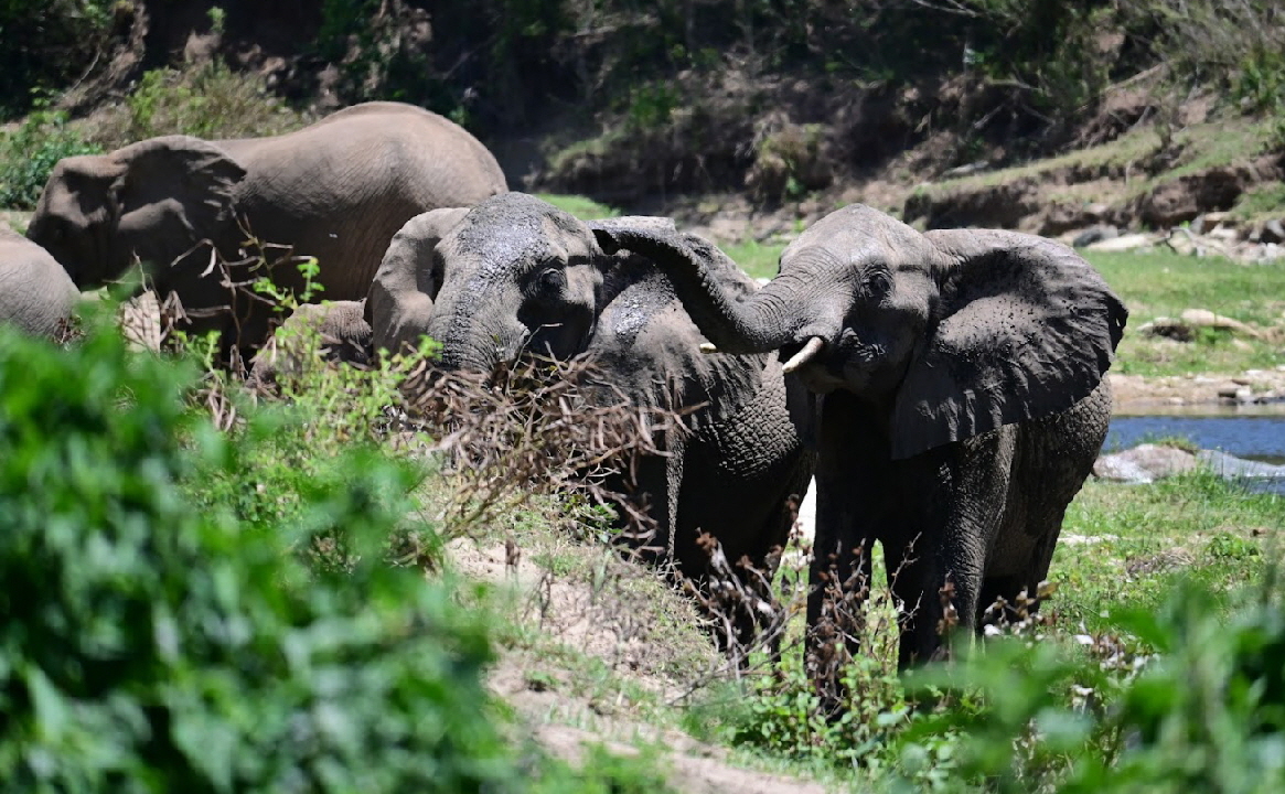 Kitich Camp Regenwald Kenia