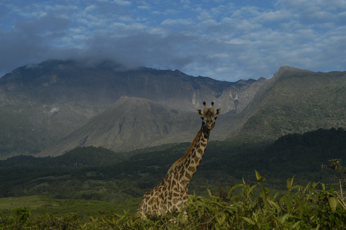 Giraffe vor dem Mt Meru