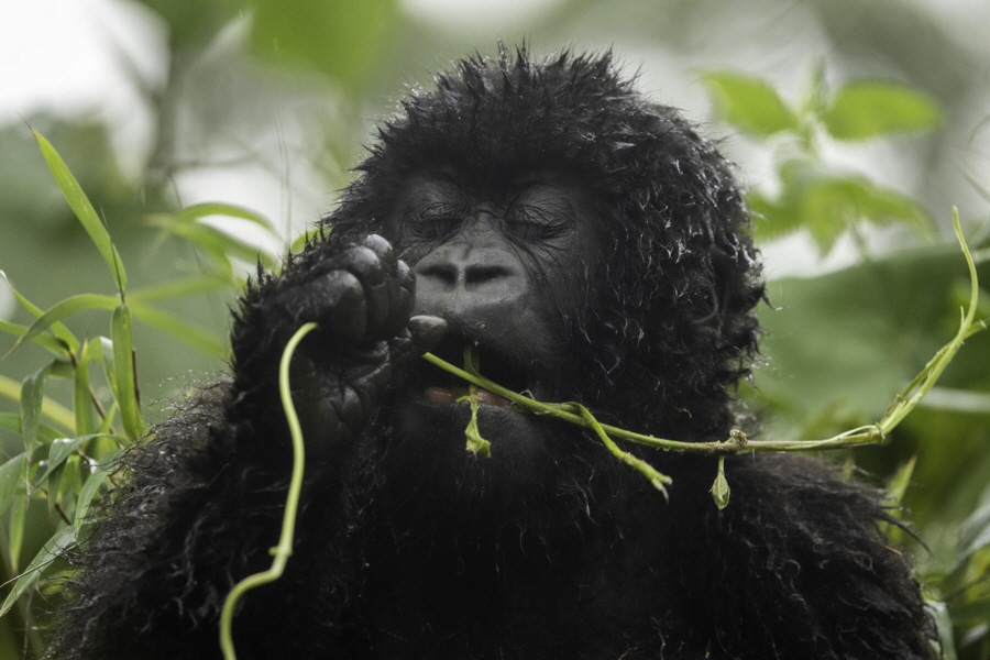 Gorilla Trecking Ruanda