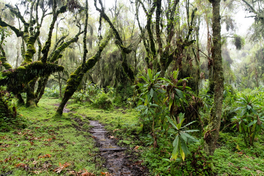 Gorilla Trecking Ruanda