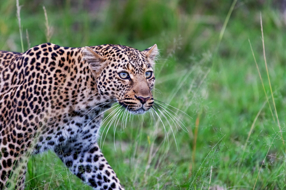 Leopard