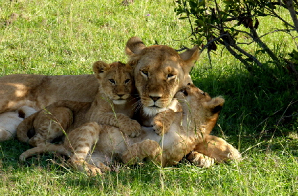 Honeymoonsafari in Kenia