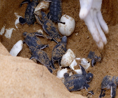 Insel Lamu Schildkrten