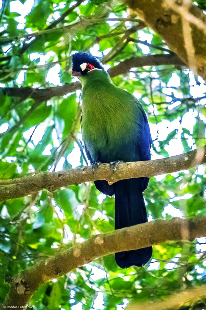 Turaco