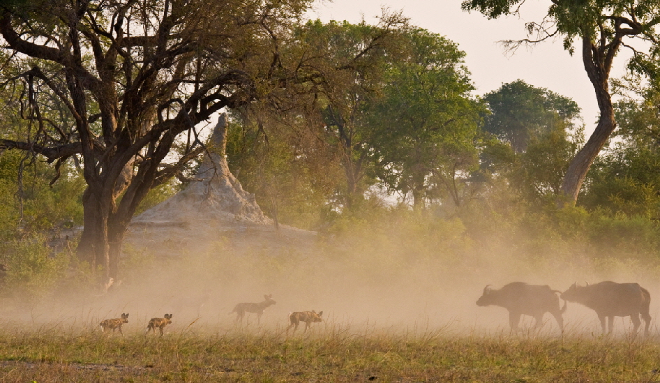 Lebala Camp - Wildlife - 7_1