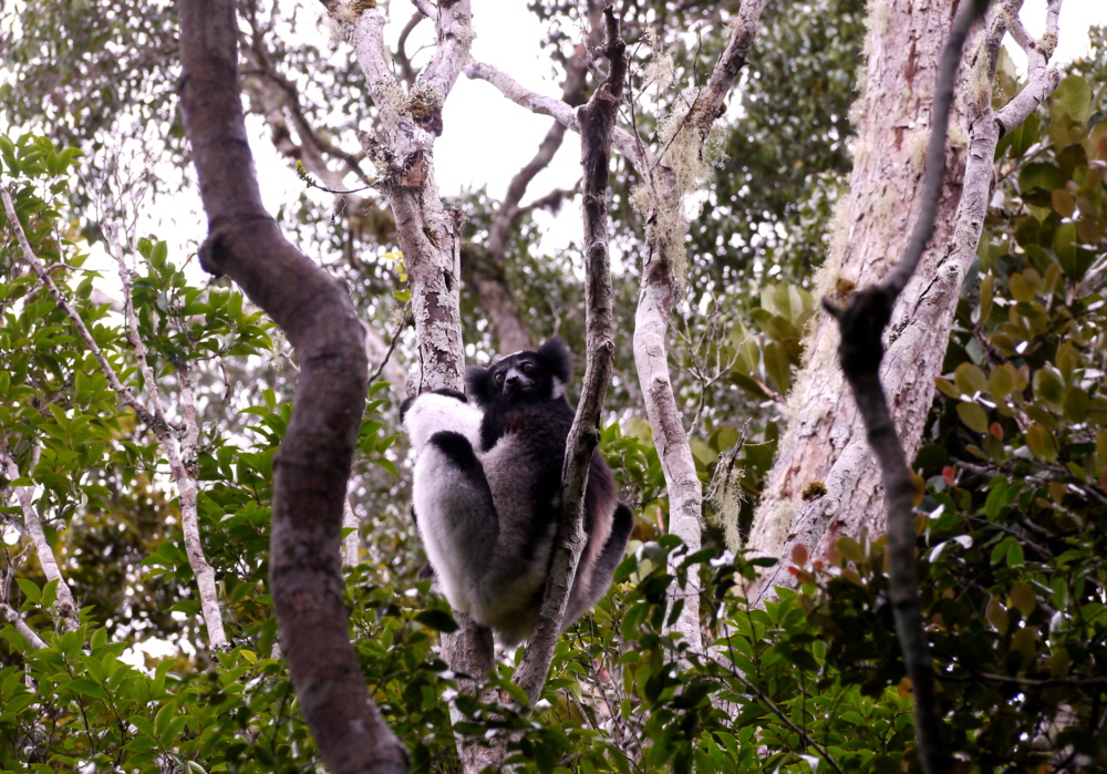 Indri 