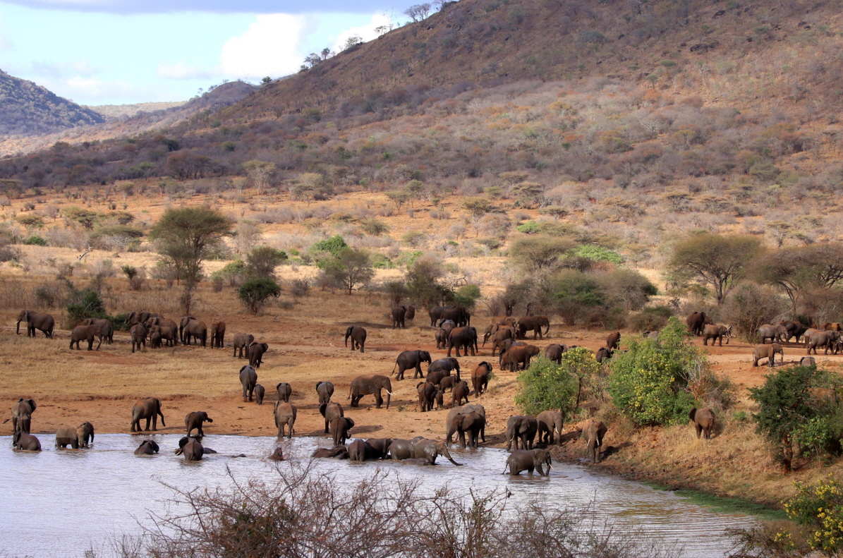 Mkomazi Wilderness Camp 