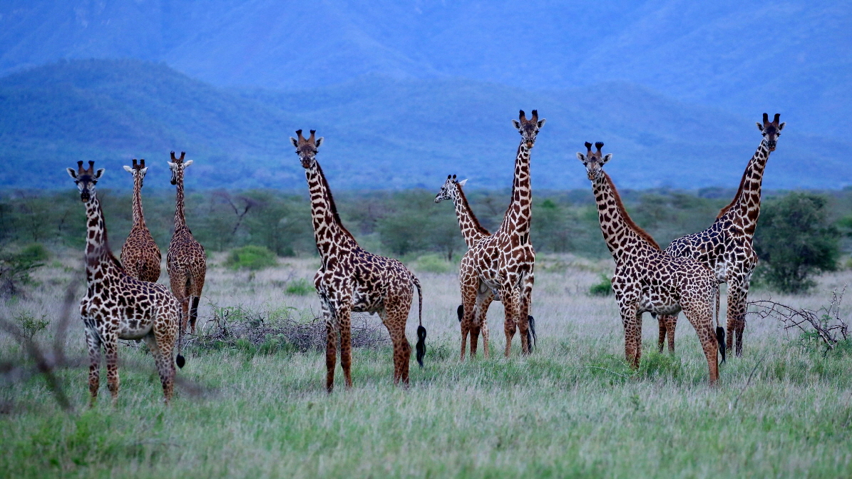 Mkomazi Wilderness Camp 