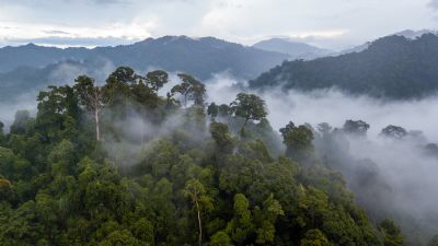 Monteverde Cloud Forest