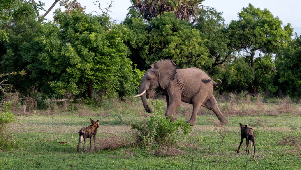 Tansania -Wildhunde-sandriverscamp Selous