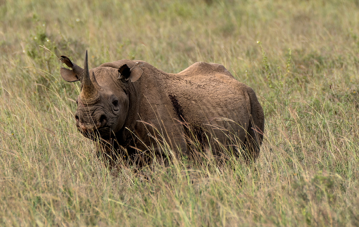 Nashorn Nairobi NP