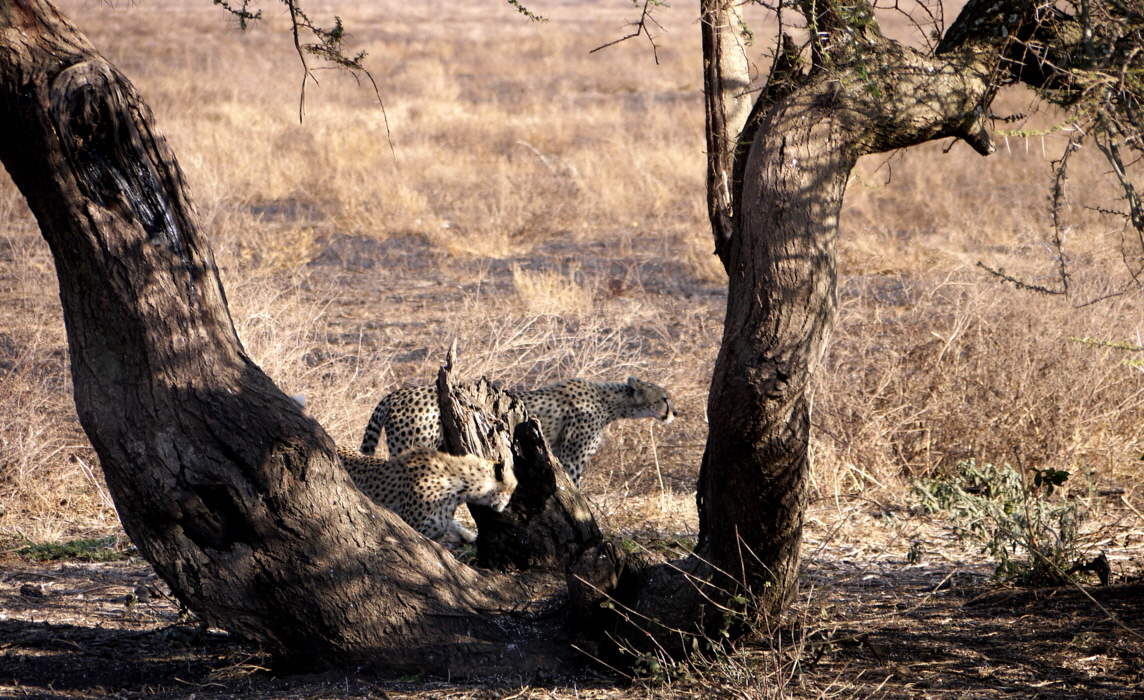 Geparden in Ndutu