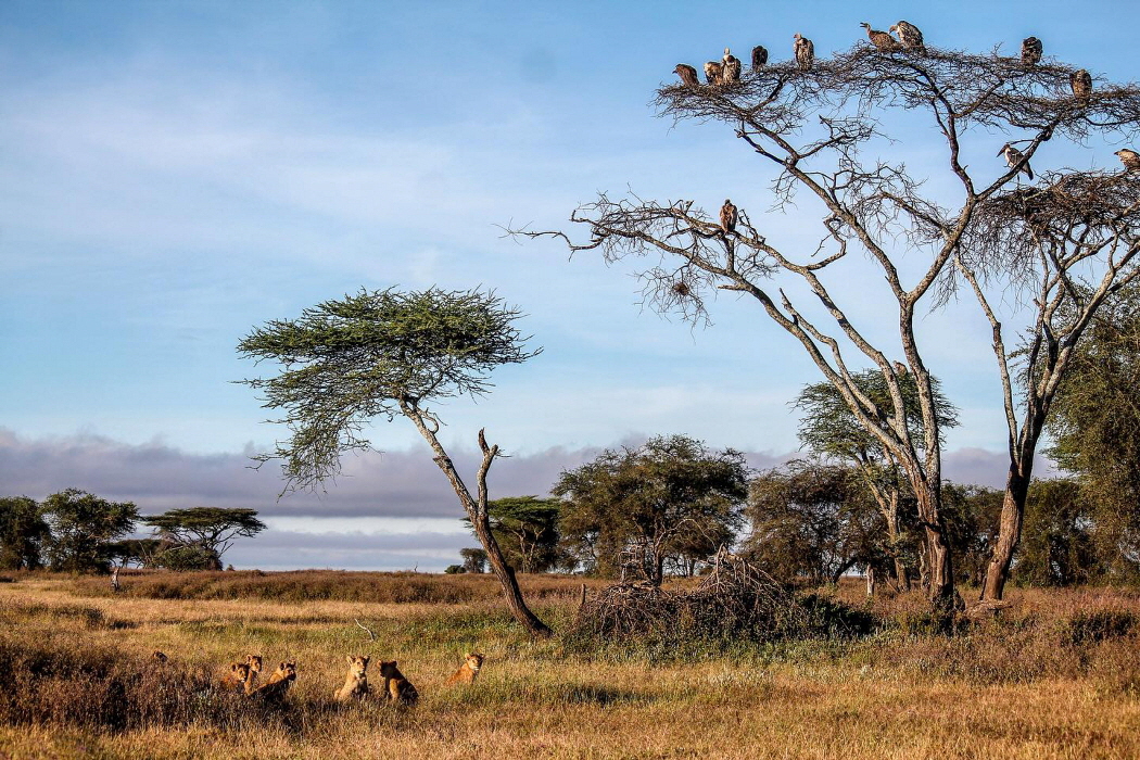 Ndutu Lodge 