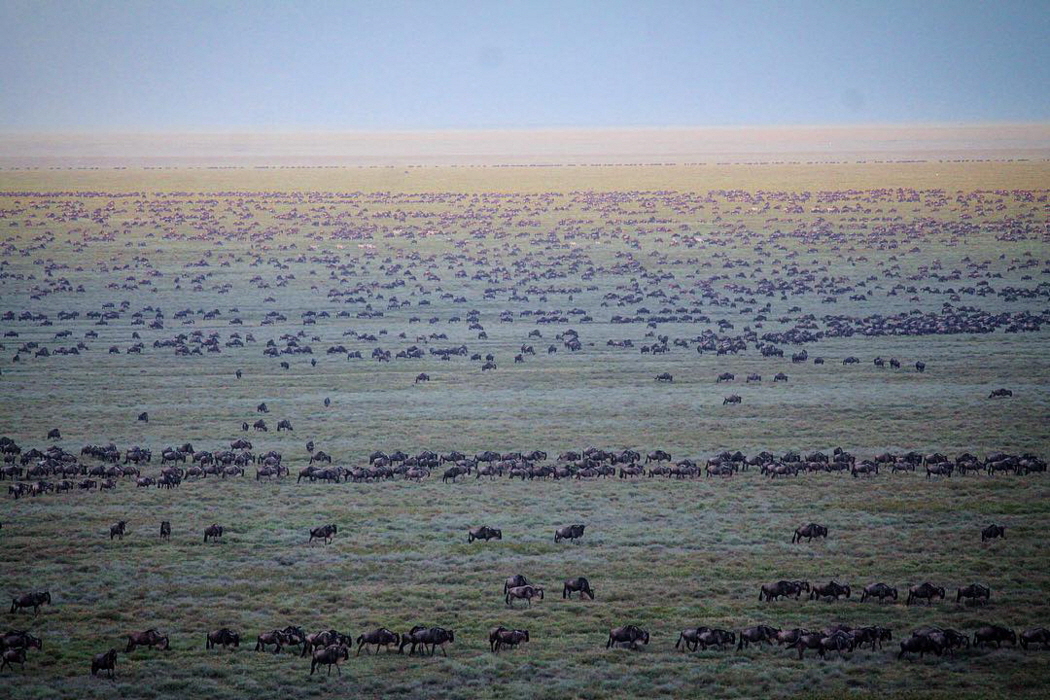 Ndutu Lodge Tansania Migration