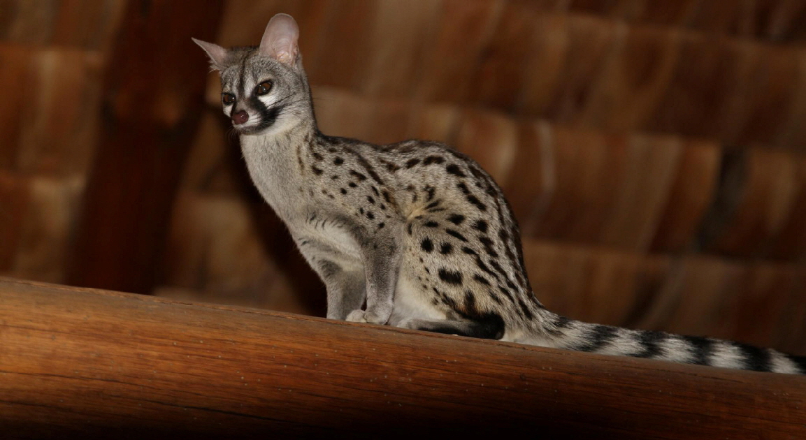 Genet