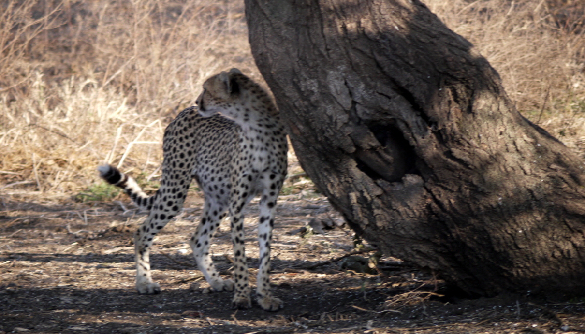 Ndutu Gepard