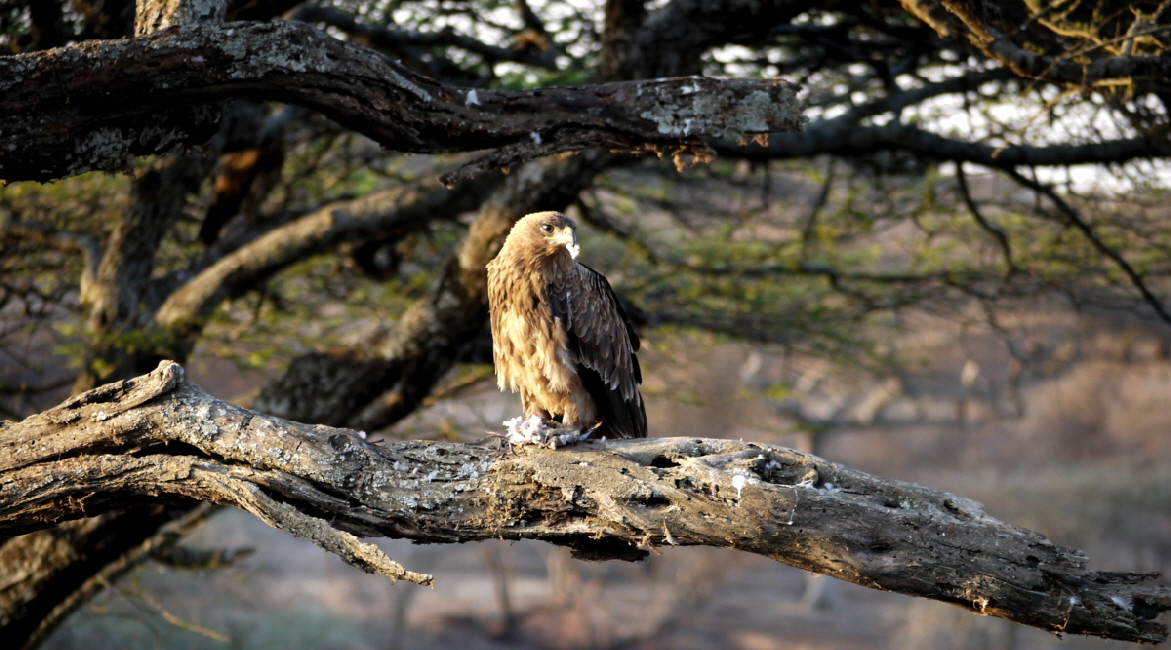 Adler