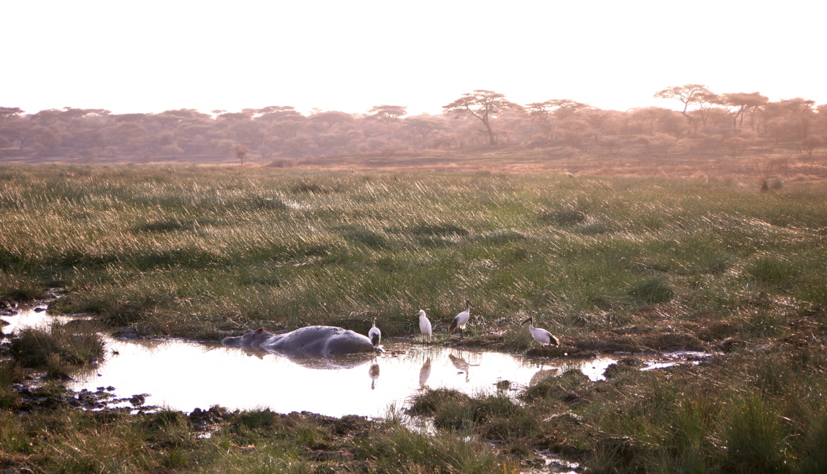 Sumpf in Ndutu