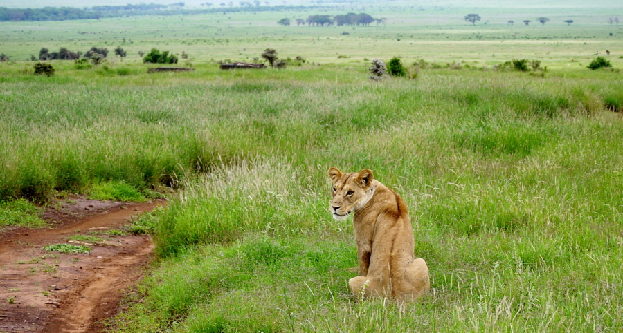 Lwin in Lewa 