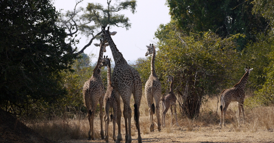 Zambia Safari zu Fuss