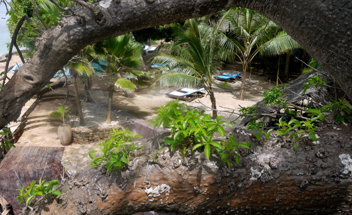 Blick ber den Baobab