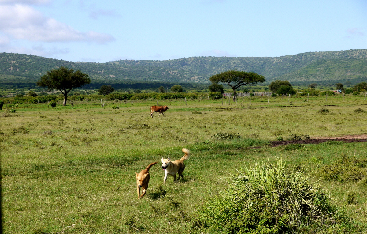 Anfahrt durch Masai Land 
