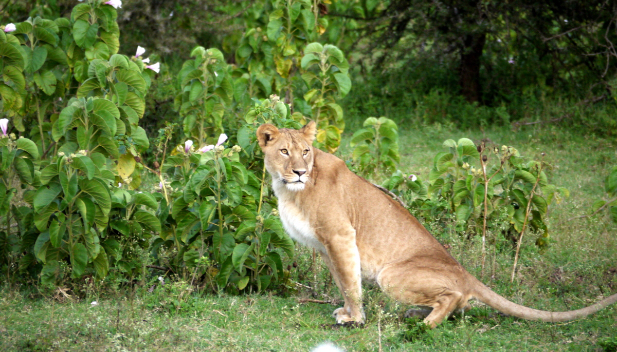Lwin auf Safari Masai mara 