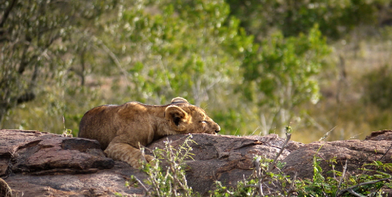 Safari kenia Lwe