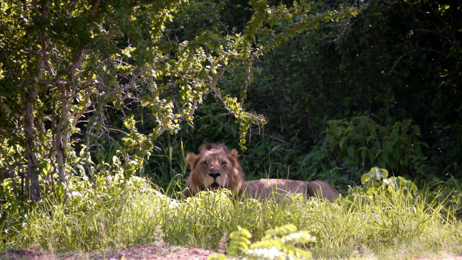 Ruaha Safari Lwe