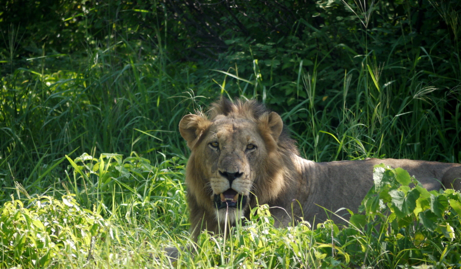 Ruaha 