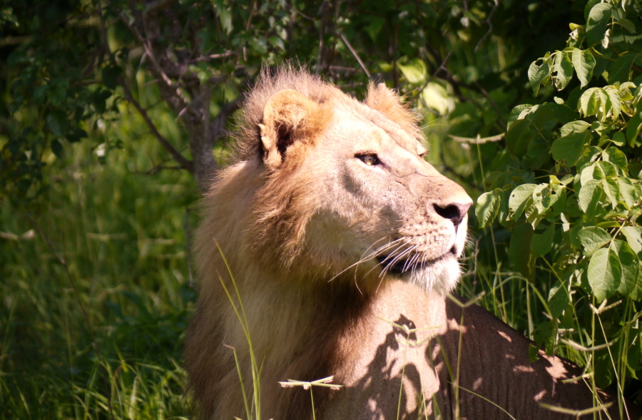 Lwenkater Ruaha Safari Tansania