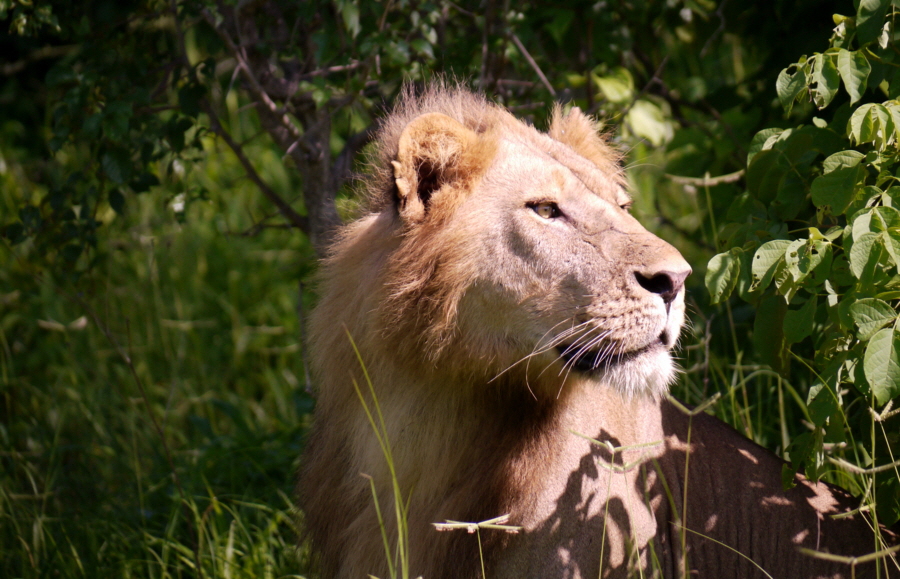 Lwenmann in der Ruaha