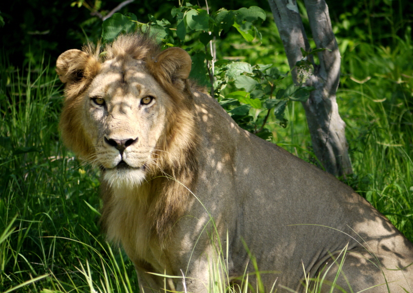 Junger Lwemann Ruaha Safari Tansania
